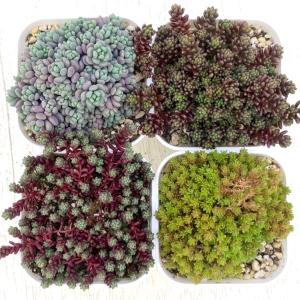 多肉植物 セダム レッドベリー錦 7.5cmポット苗 : ハニーミント - 通販