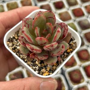 多肉植物 エケベリア 花旦（フォアダン） 7.5cmポット苗