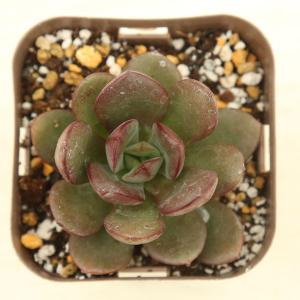 多肉植物 エケベリア 花旦(フォアダン) 7....の詳細画像1