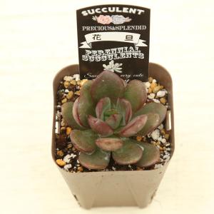 多肉植物 エケベリア 花旦(フォアダン) 7....の詳細画像2
