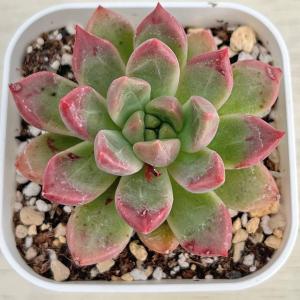 日本花キ流通 多肉植物 skエケベリア モンブラン エケベリア 7.5