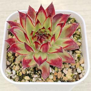 多肉植物 センペルビウム ゴールドダスト錦 7...の詳細画像1