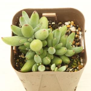 多肉植物 コチレドン ハッピーデイ 7.5cmポット苗