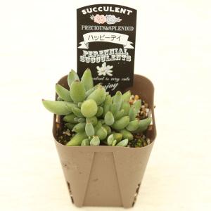 多肉植物 コチレドン ハッピーデイ 7.5cm...の詳細画像1
