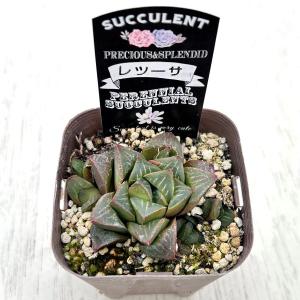 多肉植物 ハオルチア レツーサ 7.5cmポット苗の詳細画像1