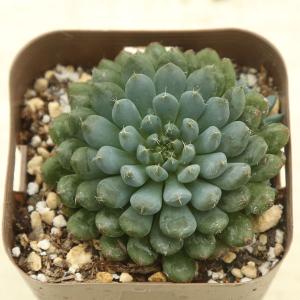 多肉植物♥゛レッドベリー 抜き苗 m50457999134_1.jpg?1701557796