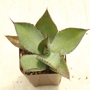多肉植物 アガベ ボビコルヌータ カウズホーン ...の商品画像