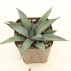 多肉植物 アガベ リトルシャーク 7.5cmポット苗の商品画像