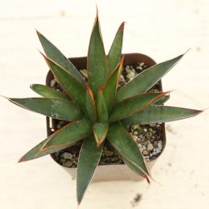 多肉植物 アガベ オカフィー 7.5cmポット苗の商品画像