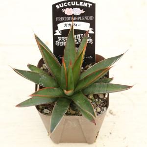 多肉植物 アガベ オカフィー 7.5cmポット苗の詳細画像1