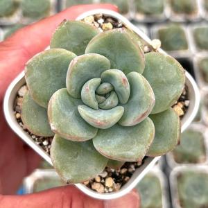 多肉植物 kswエケベリア チーズケーキ 柏屋商店さん苗 エケベリア 6cm