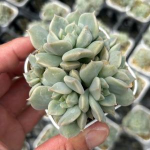 多肉植物 エケベリア 水蜜桃 7.5cmポット苗 : ハニーミント - 通販