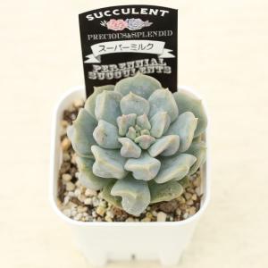 多肉植物 エケベリア スーパーミルク 7.5c...の詳細画像2