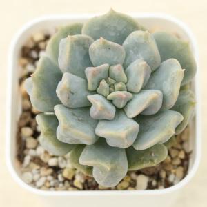 多肉植物 エケベリア スーパーミルク 7.5c...の詳細画像1
