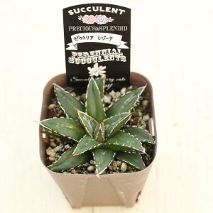 多肉植物 アガベ ビクトリアレジーナ 7.5c...の詳細画像1
