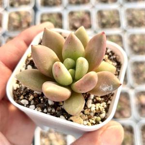 多肉植物 エケベリア ラブリーローズ錦 7.5cmポット苗 : ハニーミント