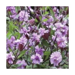 シレネ シベラ ライラック 9cmポット苗 多年草