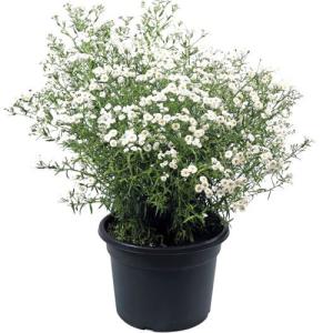 【当店農場生産】アキレア マシュマロ 9cmポ...の詳細画像2