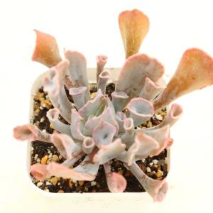 多肉植物 エケベリア ピンクトランペット 7.5cmポット苗｜ハニーミント