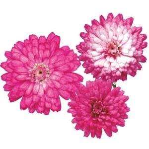 【当店農場生産】マーガレット フランボワーズスフレ PW 9cmポット苗 半耐寒性多年草