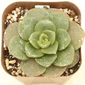 多肉植物 アエオニウム リリーパッド 7.5cm...の商品画像