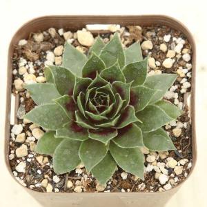 多肉植物 センペルビウム レッドルビン 7.5cmポット苗 : ハニーミント