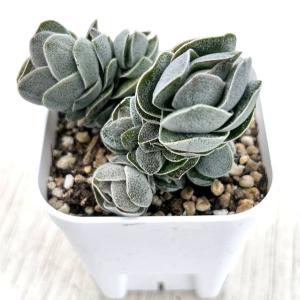 多肉植物 クラッスラ アイボリーパゴダ 7.5c...の商品画像