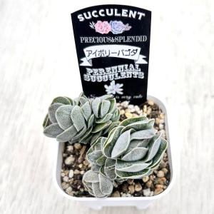 多肉植物 クラッスラ アイボリーパゴダ 7.5...の詳細画像1