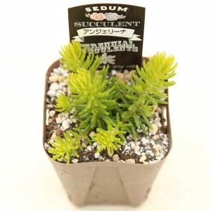 多肉植物 セダム アンジェリーナ 7.5cmポット苗の詳細画像1