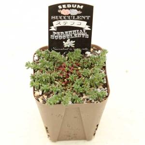 多肉植物 セダム ステフコ 7.5cmポット苗の詳細画像1