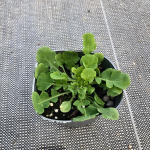 【当店農場生産】ポピー アメイジンググレイ 9...の詳細画像1