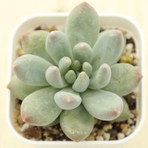 多肉植物 パキフィツム ベビーフィンガー 7....の詳細画像1