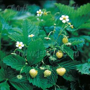 フラガリア ベスカ（ワイルドストロベリー）アルパインイエロー