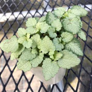 ラミウム スターリングシルバー 7.5cmロングポット苗