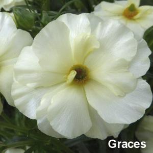 当店農場生産】ラナンキュラス ラックス ペネロペ 9cmポット苗