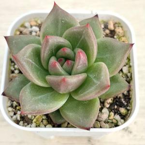 多肉植物 ❤️ シルエット❤️ 1頭12-14cm抜き苗 多肉植物 ❤️ シルエット❤️ 1頭12-14cm抜き苗