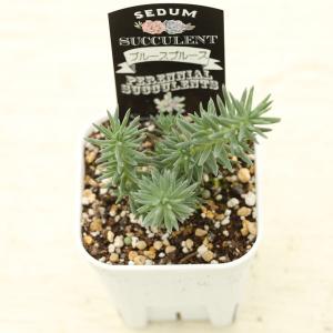 多肉植物 セダム ブルースプルース 7.5cm...の詳細画像1