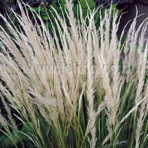 【当店農場生産】スティパ イチュー 9cmポット苗 耐寒性多年草