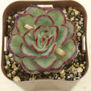 多肉植物 エケベリア ミートクラフトマンローズ 7.5cmポット苗