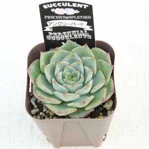 多肉植物 エケベリア アングリーバード 7.5...の詳細画像1