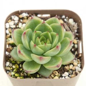 多肉植物 エケベリア ムーンストーン 7.5c...の詳細画像1