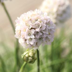 【当店農場生産】アルメリア モーニングスター ホワイト 9cmポット苗