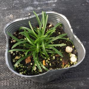 【当店農場生産】アルメリア モーニングスター ...の詳細画像1
