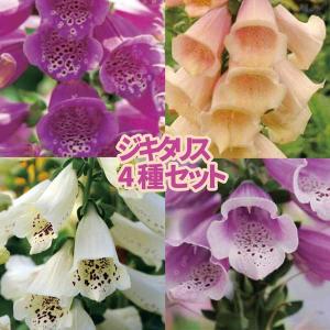 ジキタリス ダルメシアンシリーズ 4種類4鉢セット 9cmポット苗