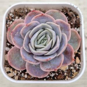 多肉植物 エケベリア ブルーサプライズ 7.5...の詳細画像1