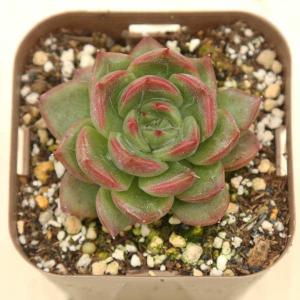 多肉植物 エケベリア フロリディティ 7.5cm...の商品画像