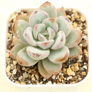 ジェニーミウル 多肉植物 多肉植物 グラプトセダム ジェニーミウル 7.5cmポット苗