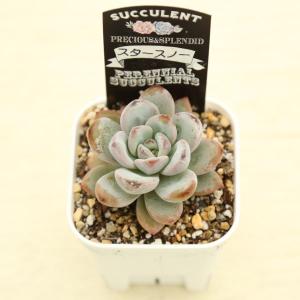 多肉植物 エケベリア スタースノー 7.5cm...の詳細画像1