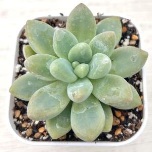 多肉植物 グラプトペタルム だるま秋麗(だるましゅうれい) 7.5 多肉植物 グラプトペタルム だるま秋麗(だるましゅうれい) 7.5
