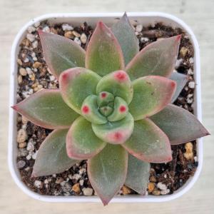 多肉植物 エケベリア アガボイデス ロカピンク ...の商品画像